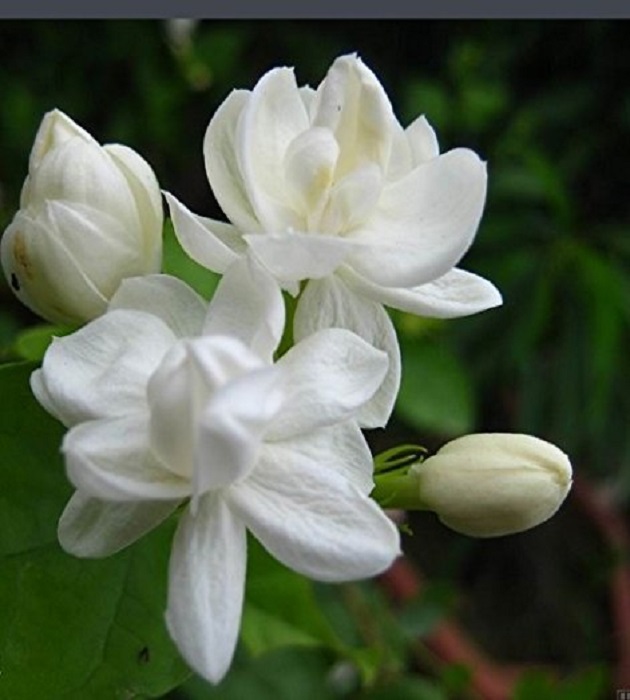 category