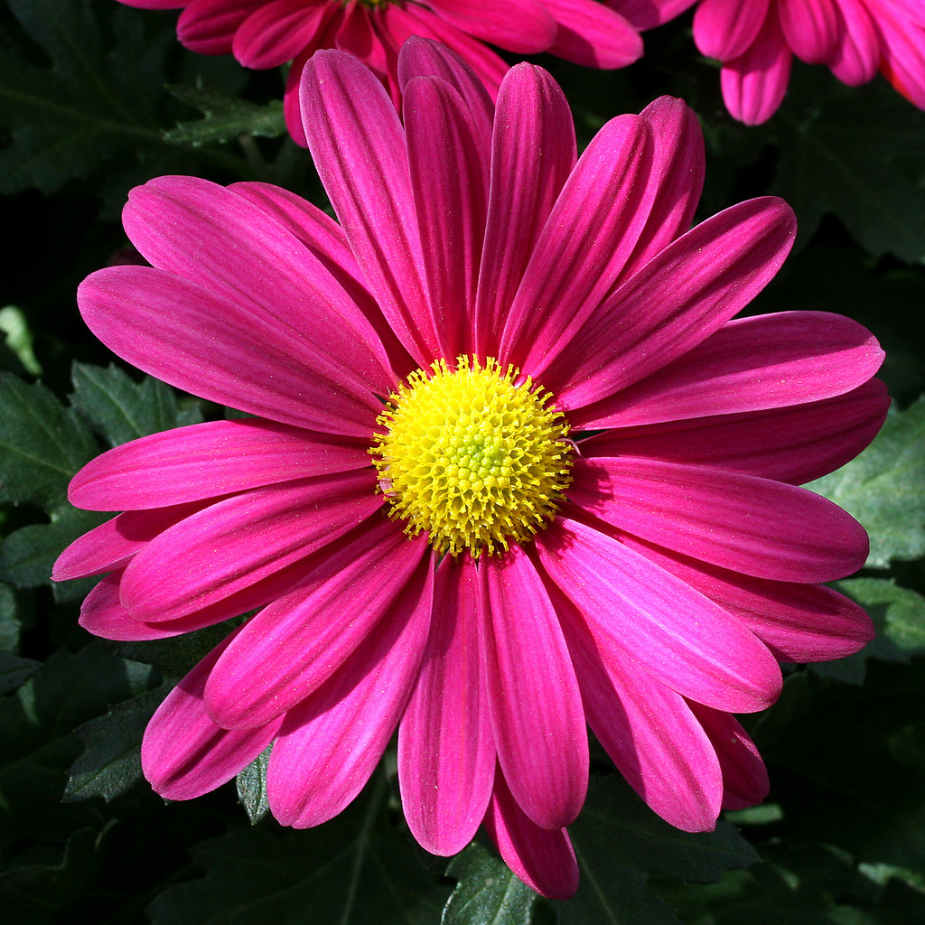 category