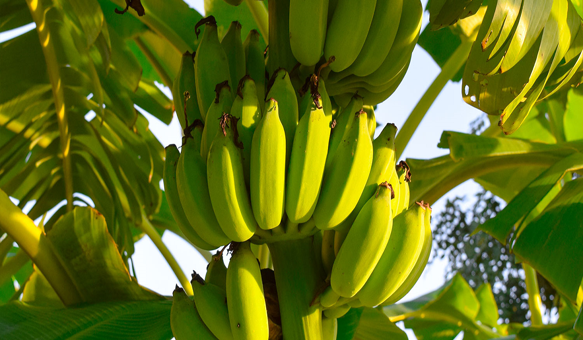 green banana