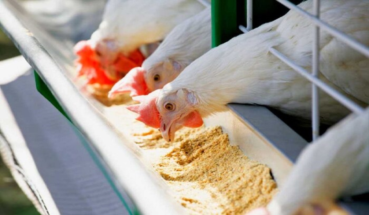 Cattle feed