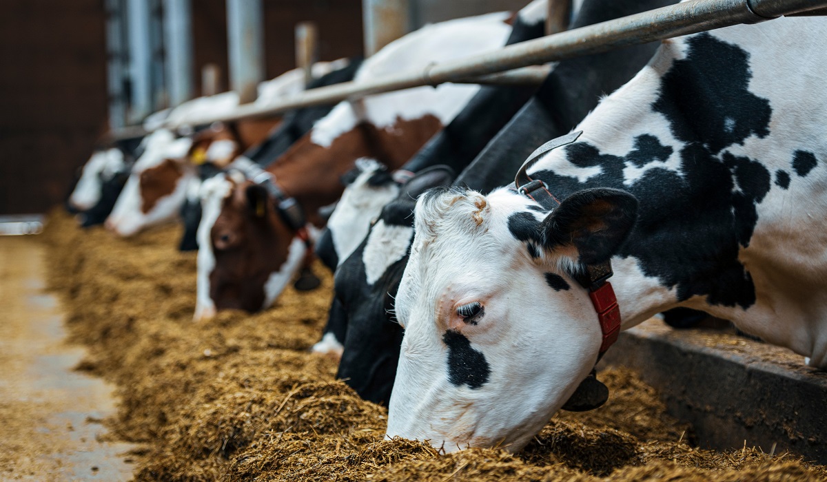 ANIMAL FEED