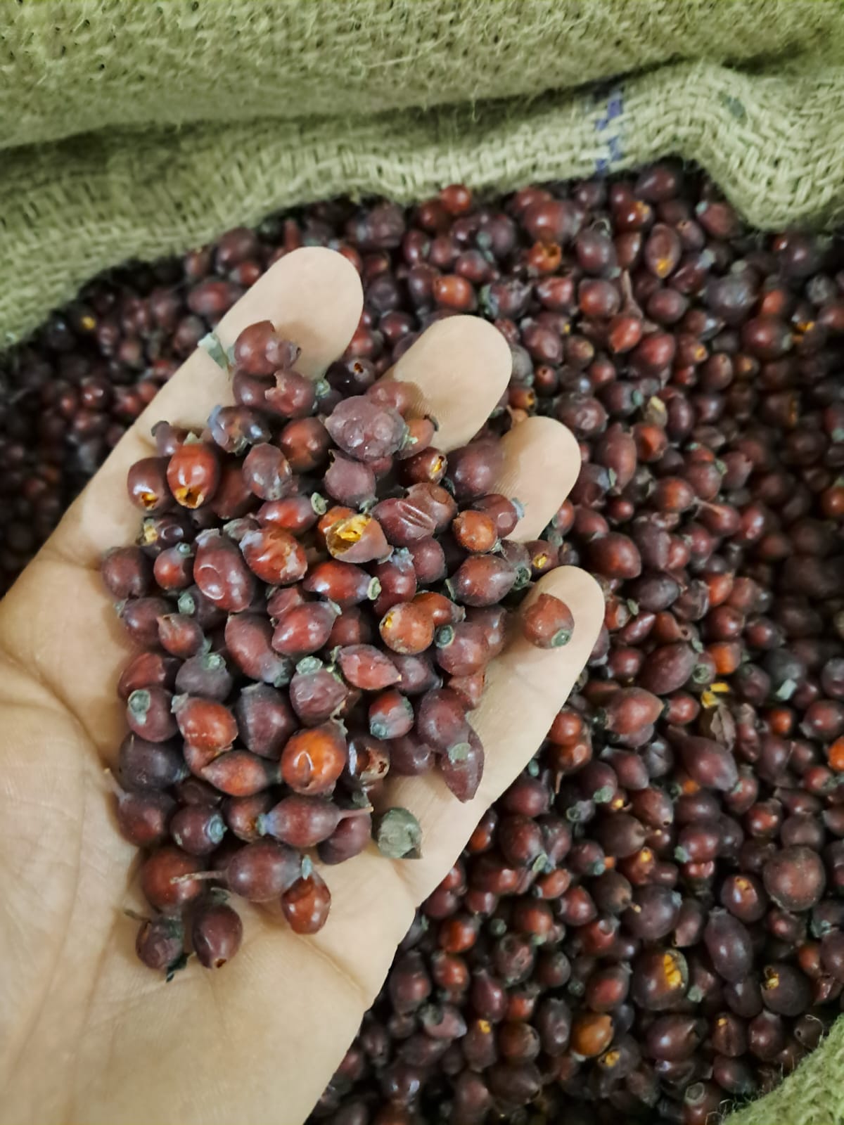 Rose Hips