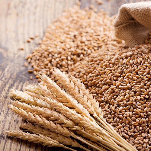 Wheat