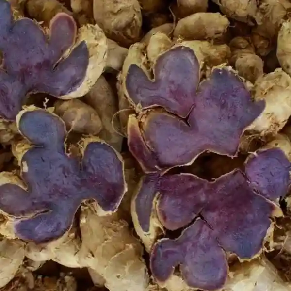 Black Ginger