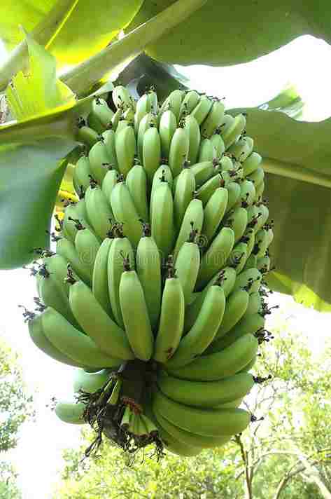 Green Bnanana