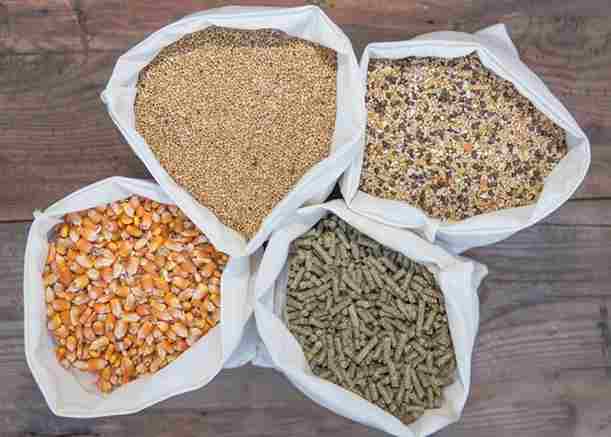 Animal Feed