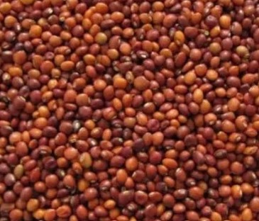 Red Gram