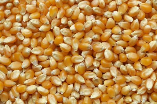 Yellow Maize