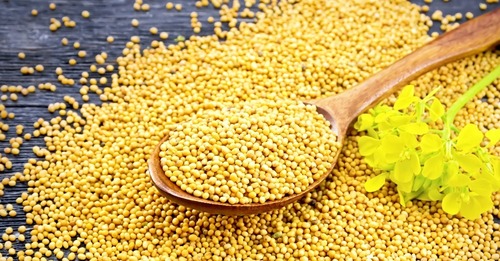 Yellow Mustard Seeds