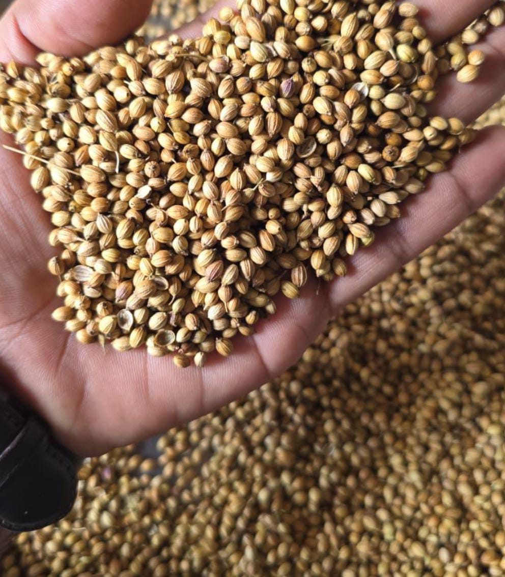Coriander Seed