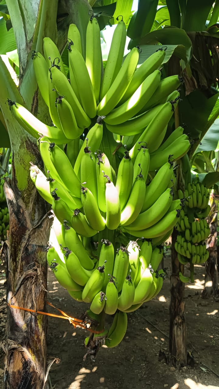 Green Banana