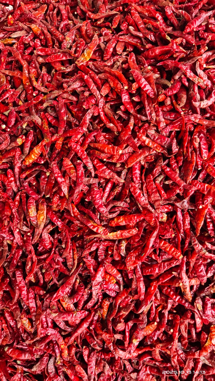 Dry Red Chilli