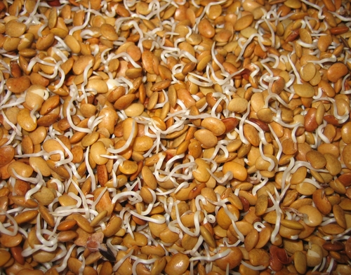 Horse Gram Sprout