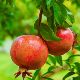 Fresh Pomegranates