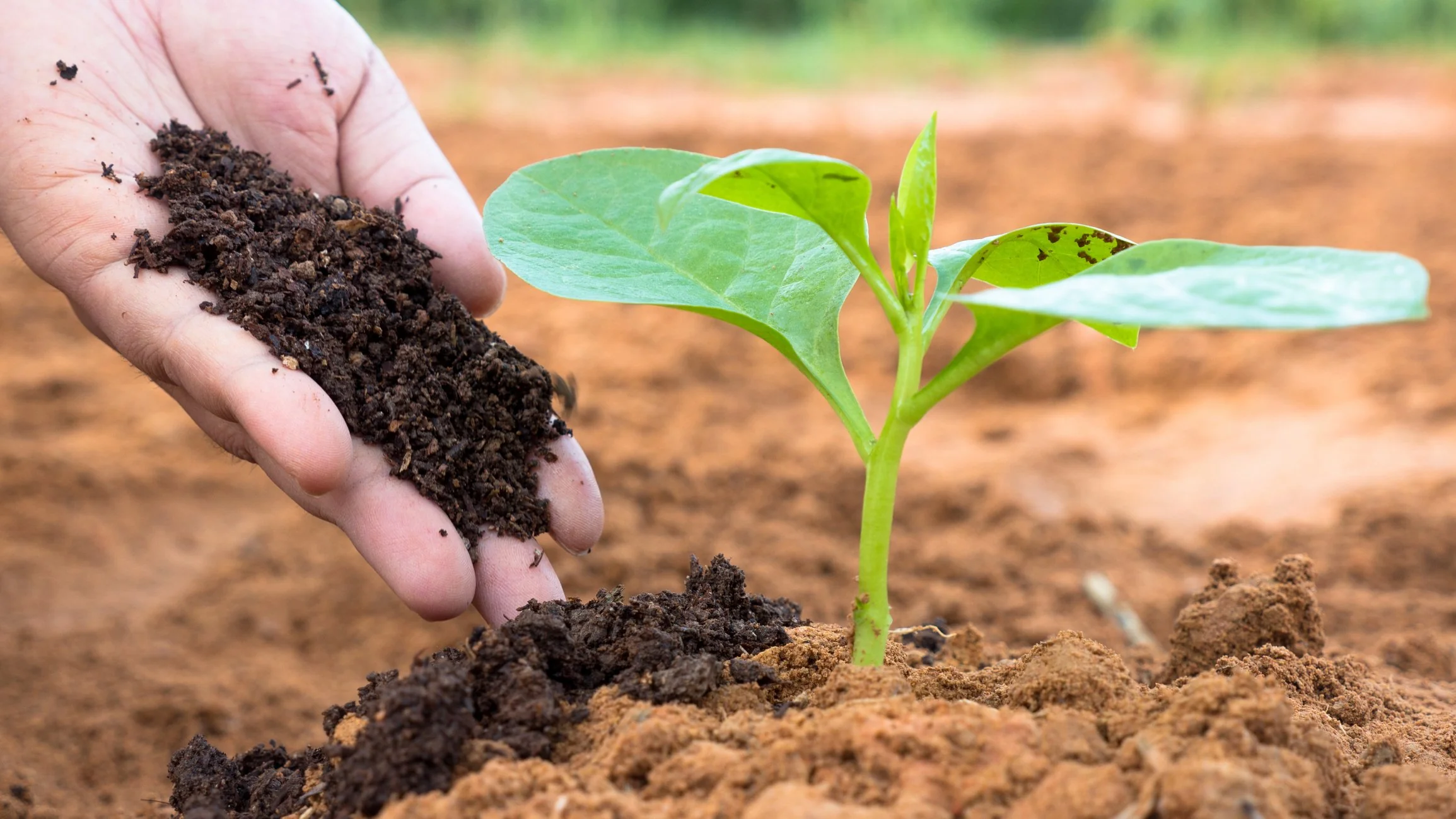 Vermicompost 