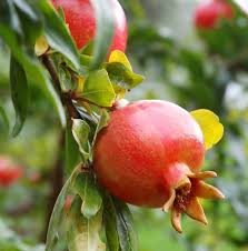 Fresh Pomegranate