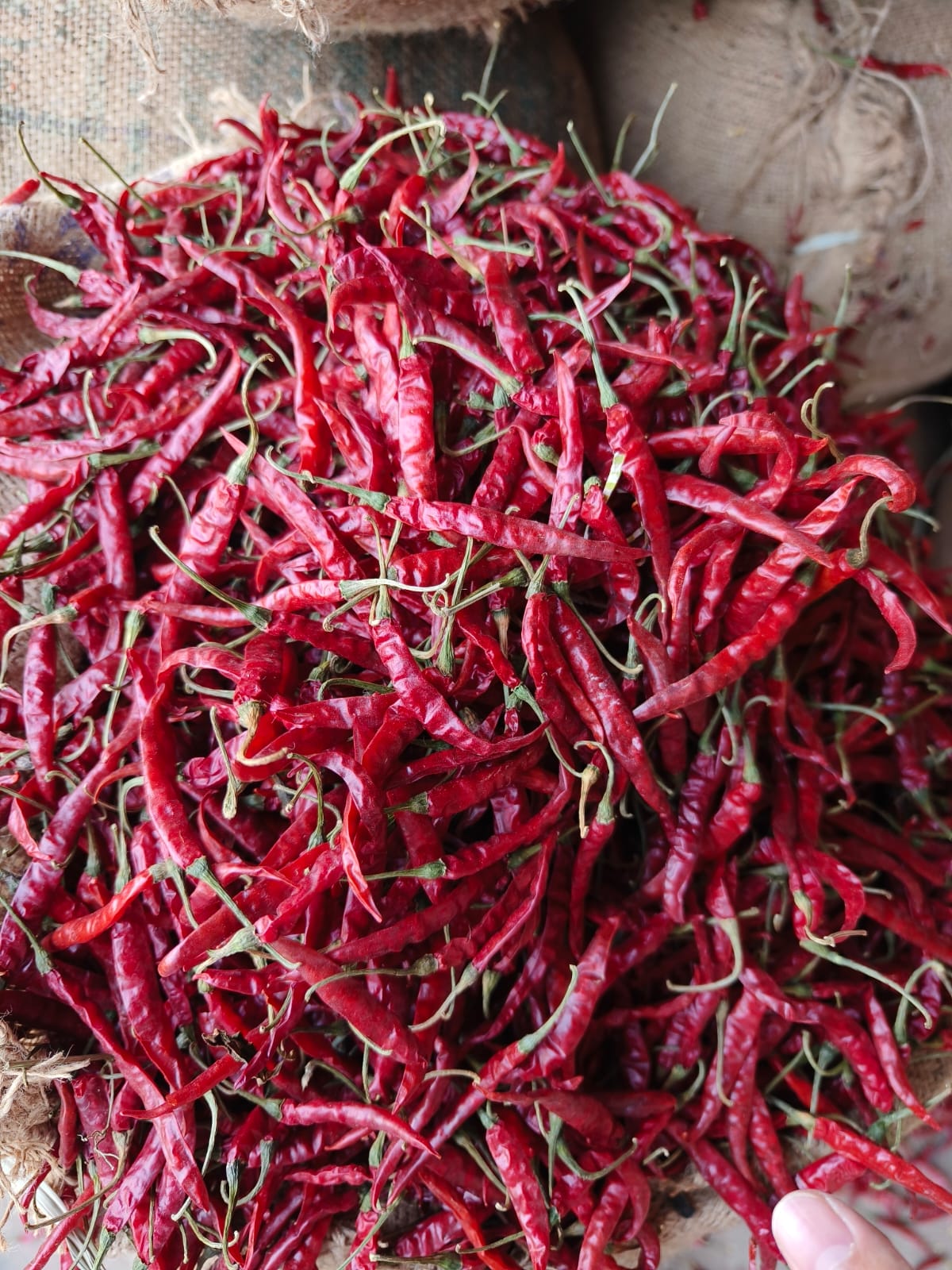 Dry red chilli