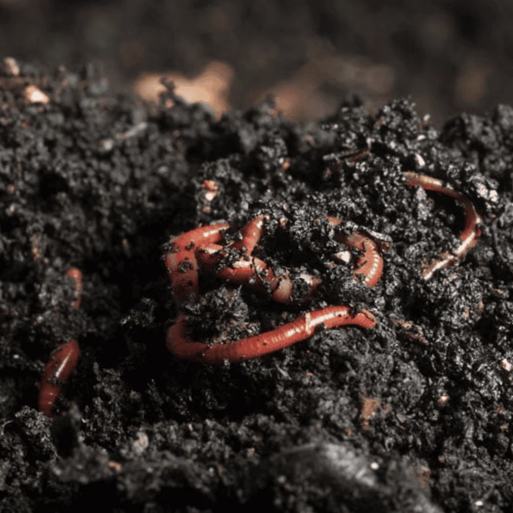 Vermi compost