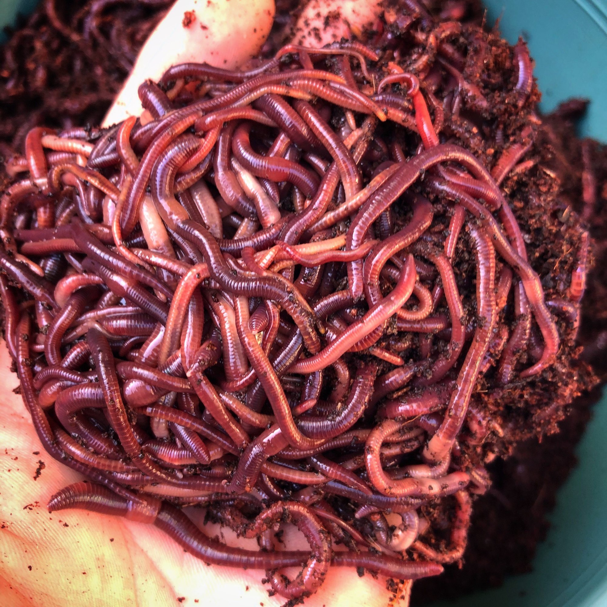 Earth worms
