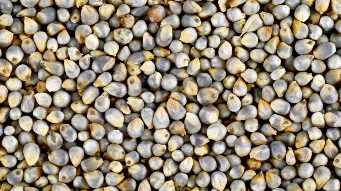 Bajra