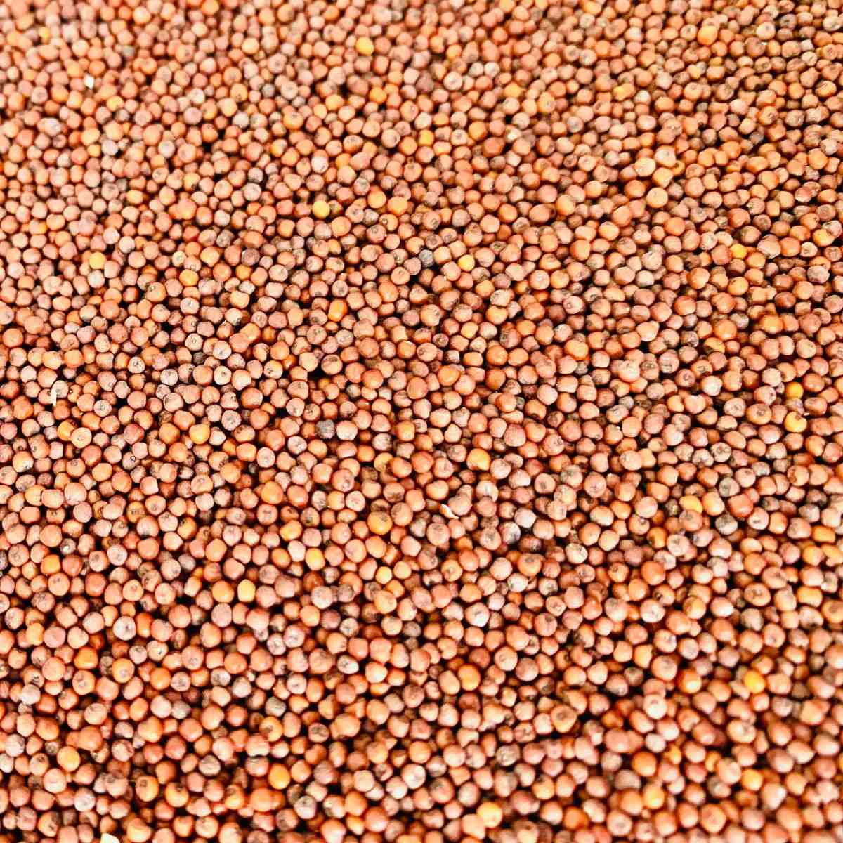 Ragi