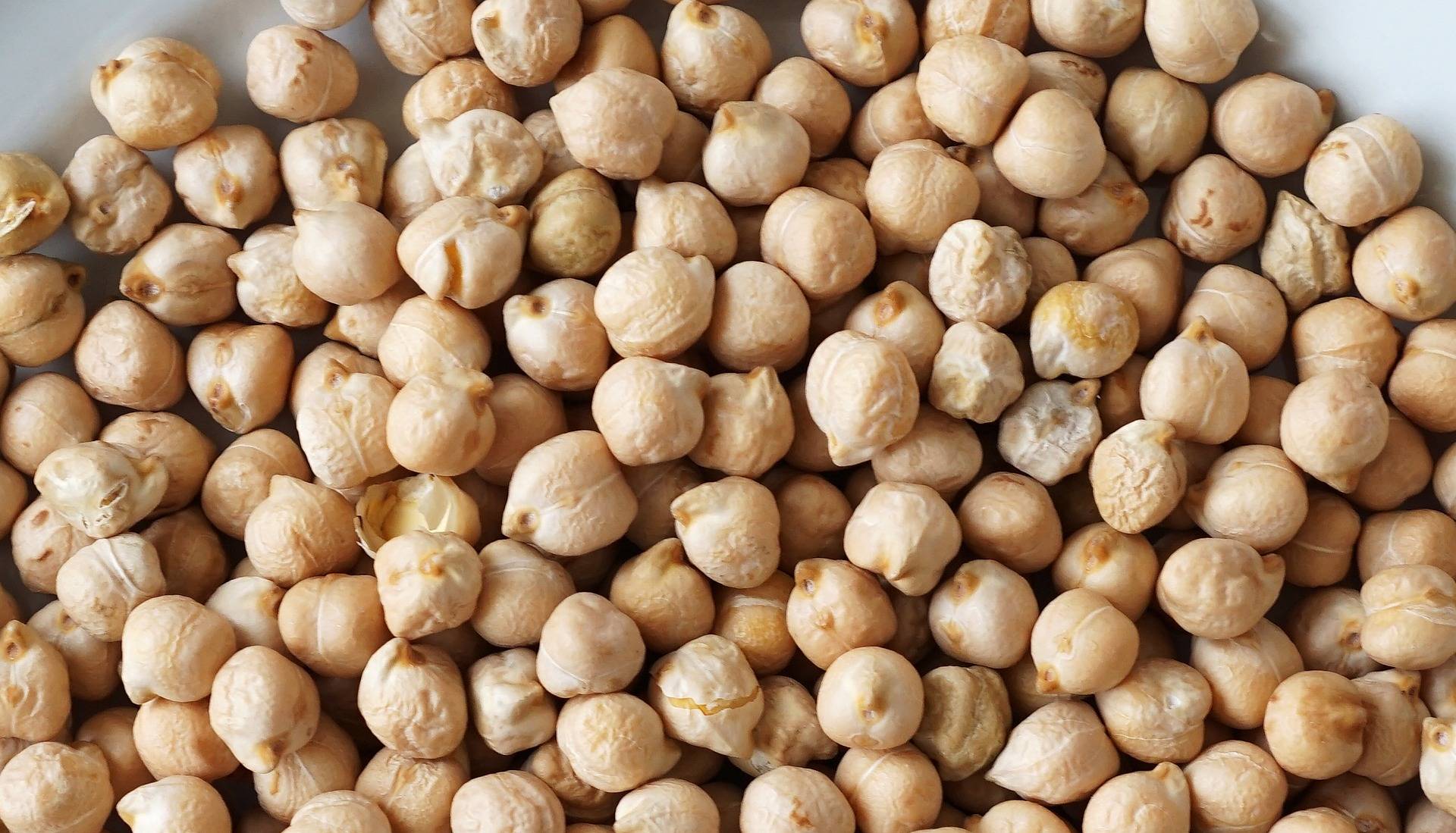 Chickpea